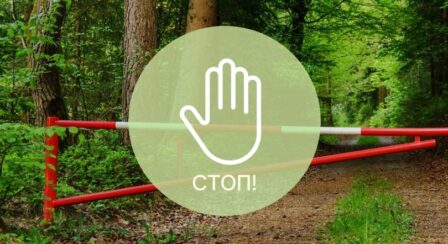 Ограничения на посещение лесов введены во всех районах Могилевской области