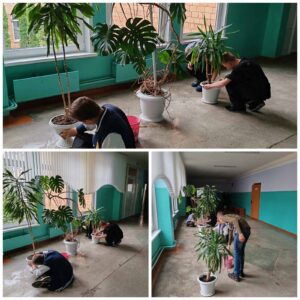 Сегодня, 12.06.2025, в лагере труда и отдыха ребята работали с комнатными растениями